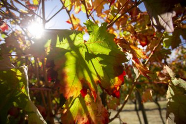 Vineyards in autumn in the Somontano region of Spain.