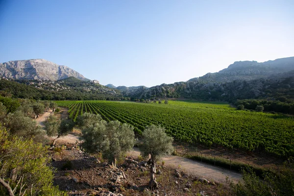 Vineyards Mallorca Island Located North Island — 스톡 사진