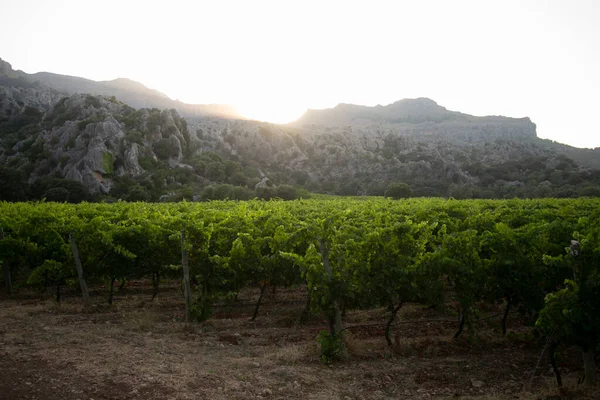 Vineyards Mallorca Island Located North Island — Fotografia de Stock