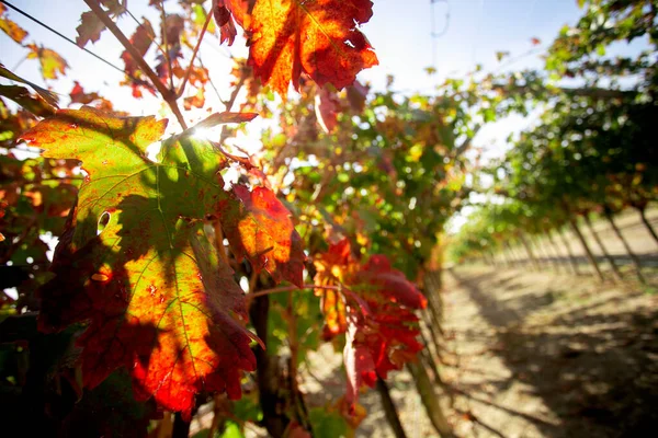 Vineyards Autumn Somontano Region Spain — Stockfoto