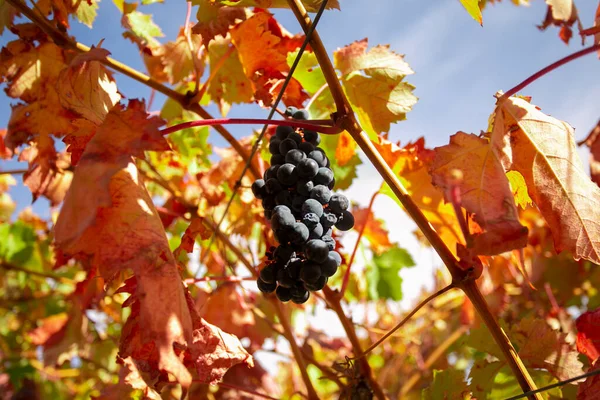 Vineyards Autumn Somontano Region Spain — стоковое фото