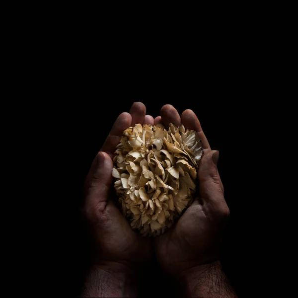 Hands Holding Organic Mushroom Montseny Mountain Catalunya Spain — Stock Photo, Image