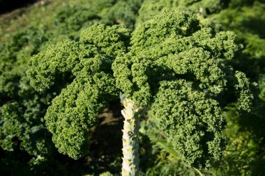 Kale bitkisi İspanya 'nın kuzeyinde organik bir bahçede..
