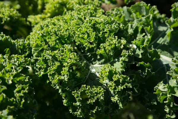 Kale Plant Een Biologische Tuin Het Noorden Van Spanje — Stockfoto