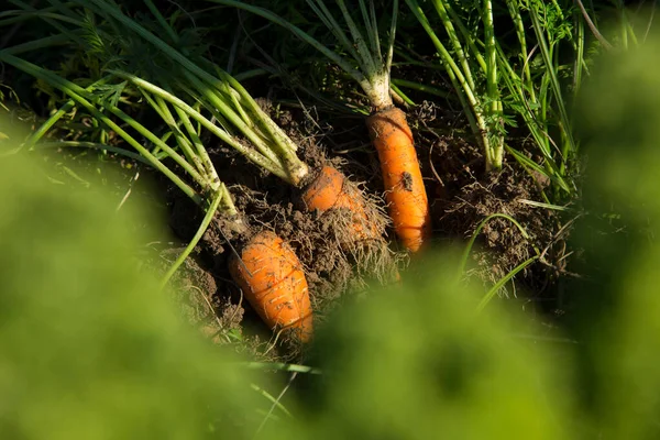 Carrot Plants Organic Garden North Spain — Stock Photo, Image