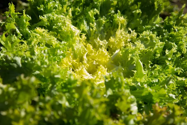 Lettuce Plant Organic Garden North Spain — Stock Photo, Image