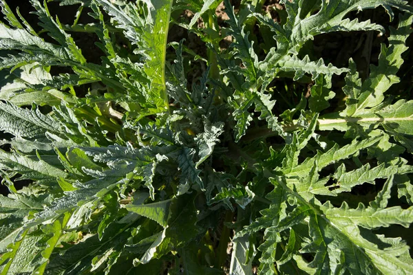 Salatpflanze Einem Bio Garten Norden Spaniens — Stockfoto