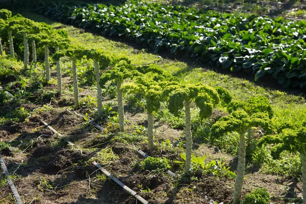 Variation Grönsaker Ekologisk Trädgård Norra Spanien — Stockfoto