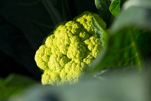 Cauliflower Plants Organic Garden North Spain — Stock Photo, Image