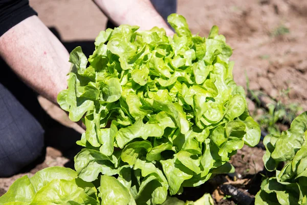 Salatpflanze Einem Bio Garten Norden Spaniens — Stockfoto