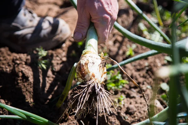 Raccolta Mano Una Cipolla Giardino Biologico Nel Nord Della Spagna — Foto Stock