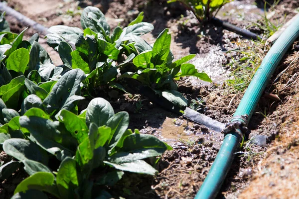 Grüne Spinatpflanzen Einem Bio Garten Spanien — Stockfoto