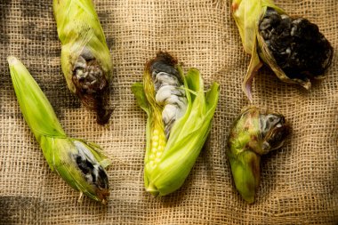 Meksika huitlacoche 'u. Meksika gastronomisindeki şarküteriler. Huitlacoche ya da cuitlacoche, Ustilaginaceae familyasından bir mantar türü.