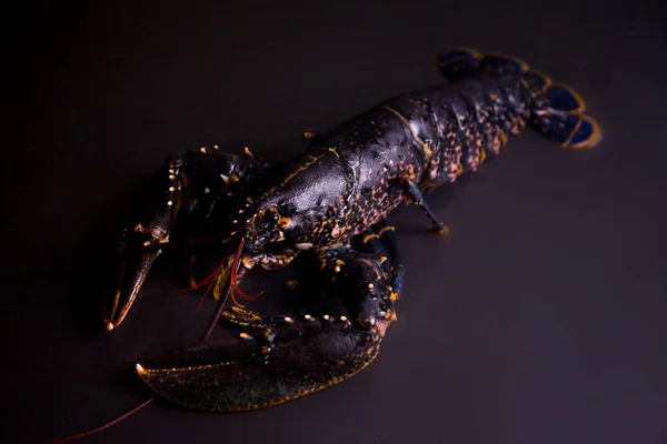 Premium Quality Lobster Dark Background — Stock Photo, Image