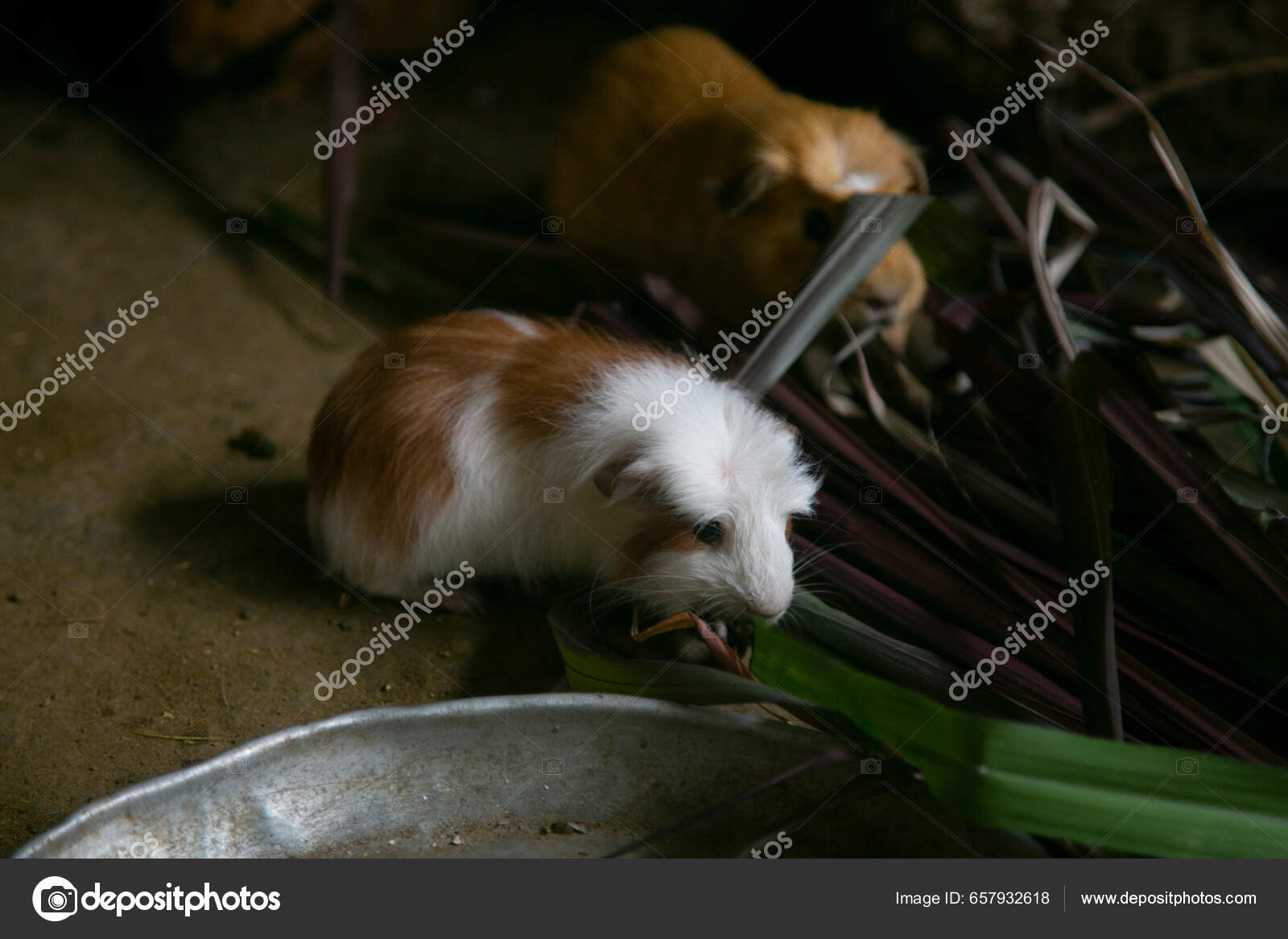Cui Name Guinean Pigs People Area Eat Animals Normally Roasted Stock Photo by ©Leckerstudio 657932618 image