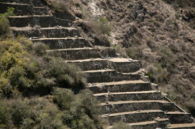 Llammas Bölgesi. Choquequirao kalıntıları, Peru 'daki İnka arkeolojik alanı, Machu Picchu' ya benzer yapı ve mimari yapıda..