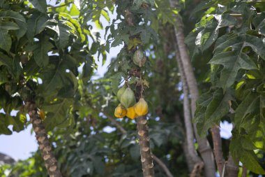 Santa catalina Manastırı: arequipa, peru.
