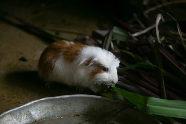 stock image Cui is the name of the Guinean Pigs in Per. People in this area eat this animals, normally roasted. Farmers  have their own animals at home.