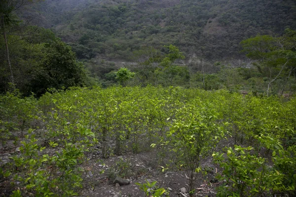 Ekologická Plantáž Rostlin Koky Peruánské Džungli Farmář Sbírá Listy Koky — Stock fotografie
