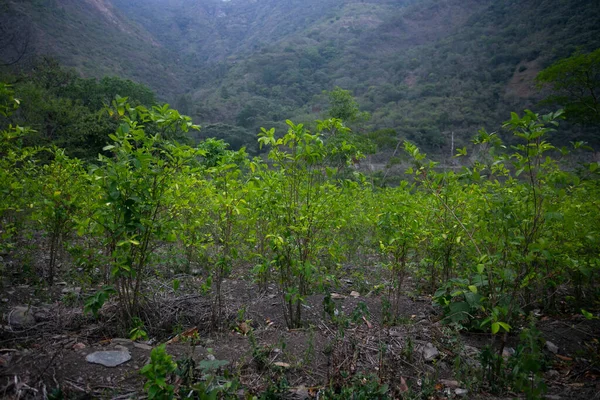 Organic Plantation Coca Plants Peruvian Jungle Farmer Collecting Coca Leaves — Stock Photo, Image