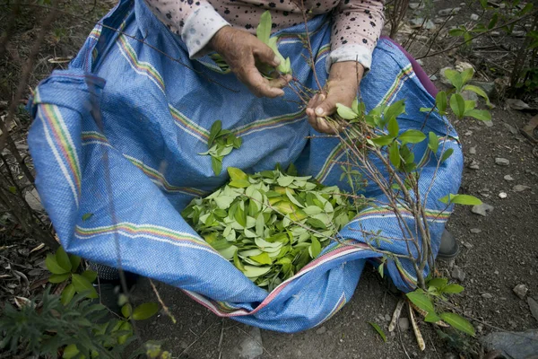 Plantação Orgânica Plantas Coca Selva Peruana Agricultor Recolhendo Folhas Coca — Fotografia de Stock