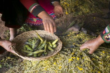 Peru 'daki Pachamanca töreni için temel malzemeler. Pachamanca töreninde kuzu, alpaka, domuz ve sığır eti pişirilir. Ayrıca tüp ve sebze çeşitleri. Hepsi sıcak taşların altında ve toprakla kaplı..