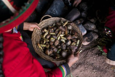 Peru 'daki Pachamanca töreni için temel malzemeler. Pachamanca töreninde kuzu, alpaka, domuz ve sığır eti pişirilir. Ayrıca tüp ve sebze çeşitleri. Hepsi sıcak taşların altında ve toprakla kaplı..