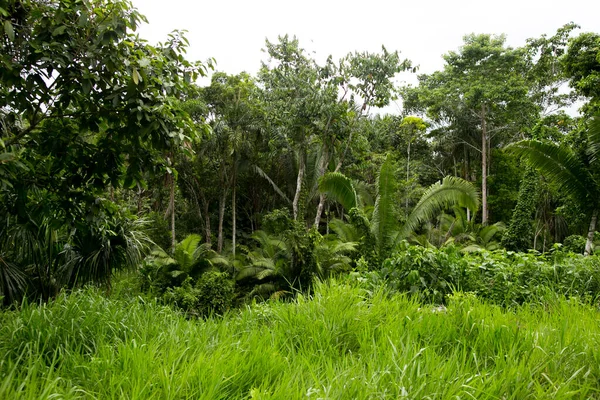 Vues Dans Région Amazonienne Pérou Près Ville Yurimaguas — Photo