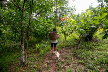 Cuipari, Peru: 1 Ekim 2022: Tarapoto kenti yakınlarındaki Peru Amazon ormanlarında sebze toplayan bir çiftçi.
