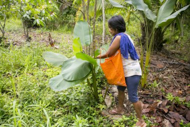 Cuipari, Peru: 1 Ekim 2022: Tarapoto kenti yakınlarındaki Peru Amazon ormanlarında sebze toplayan bir çiftçi.