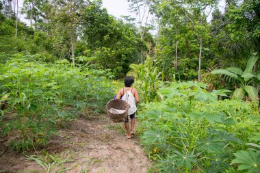 Cuipari, Peru: 1 Ekim 2022: Tarapoto kenti yakınlarındaki Peru Amazon ormanlarında sebze toplayan bir çiftçi.