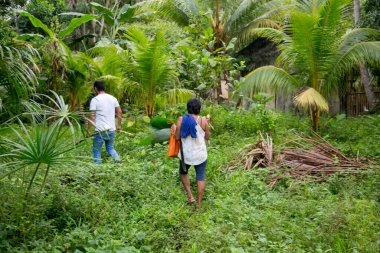 Cuipari, Peru: 1 Ekim 2022: Tarapoto kenti yakınlarındaki Peru Amazon ormanlarında sebze toplayan bir çiftçi.