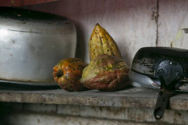 Tarapoto yakınlarındaki San Martn bölgesinde Peru ormanındaki organik bir kakao tarlasında bulunan kakao tohumlarının ayrıntıları..