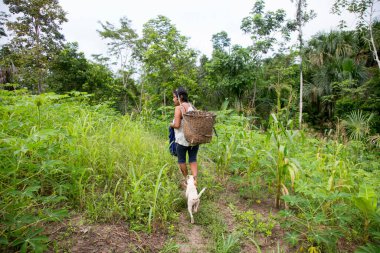 Cuipari, Peru: 1 Ekim 2022: Tarapoto kenti yakınlarındaki Peru Amazon ormanlarında sebze toplayan bir çiftçi.