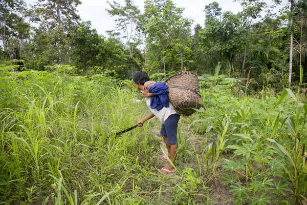 Cuipari Peru Outubro 2022 Agricultor Que Trabalha Coletando Hortaliças Selva — Fotografia de Stock