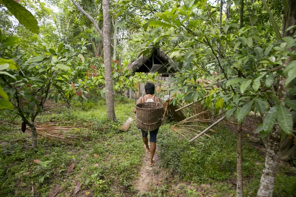 Cuipari Perú Octubre 2022 Agricultor Que Trabaja Recolectando Verduras Selva — Foto de Stock