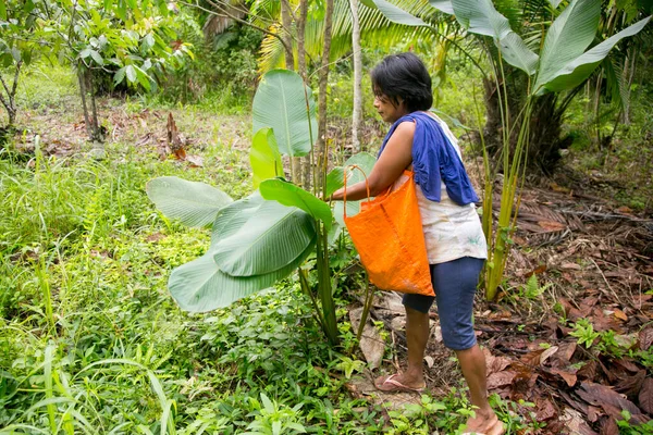 Cuipari Peru Outubro 2022 Agricultor Que Trabalha Coletando Hortaliças Selva — Fotografia de Stock