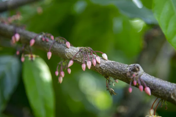 Detail Van Cacaopod Een Biologische Cacaoplantage Peruaanse Jungle Regio San — Stockfoto