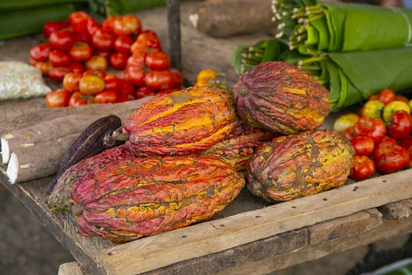 Détail Des Cosses Cacao Dans Une Plantation Cacao Biologique Dans — Photo