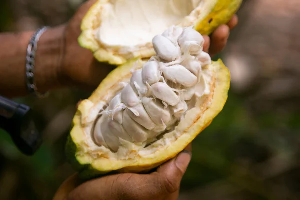 Tarapoto Yakınlarındaki San Martn Bölgesinde Peru Ormanındaki Organik Bir Kakao — Stok fotoğraf