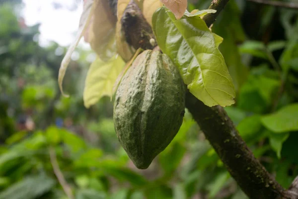 Detalj Kakao Kapslar Ekologisk Kakaoplantage Den Peruanska Djungeln San Martn — Stockfoto