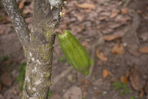 Detalle Vainas Cacao Una Plantación Cacao Orgánico Selva Peruana Región —  Fotos de Stock