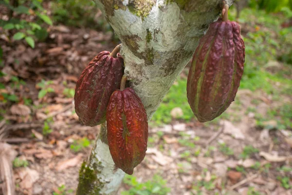 Detail Van Cacaopod Een Biologische Cacaoplantage Peruaanse Jungle Regio San — Stockfoto