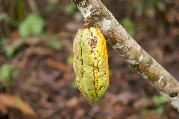 Detalle Vainas Cacao Una Plantación Cacao Orgánico Selva Peruana Región — Foto de Stock