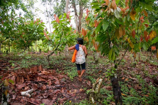 Agricultor Uma Plantação Cacau Orgânico Selva Peruana Região San Martn — Fotografia de Stock