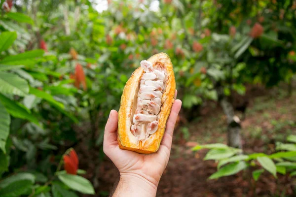 Detail Kakaových Lusků Organické Kakaové Plantáži Peruánské Džungli Regionu San — Stock fotografie