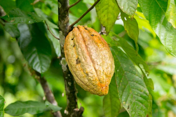 Detalj Kakao Kapslar Ekologisk Kakaoplantage Den Peruanska Djungeln San Martn — Stockfoto