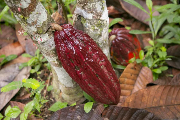 stock image Detail of cocoa pods in an organic cocoa plantation in the Peruvian jungle in the San Martn region, near the city of Tarapoto.