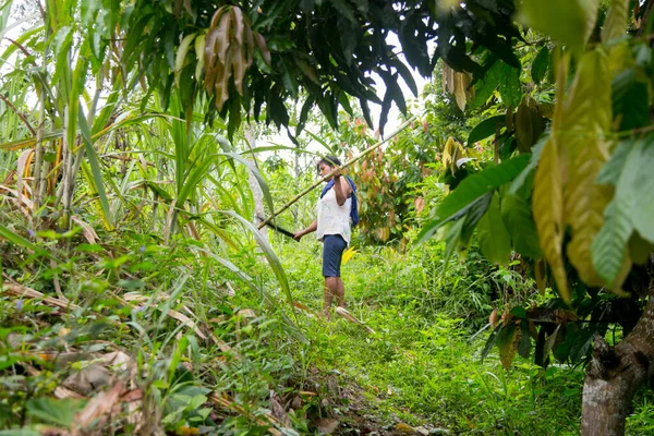 Cuipari Peru Outubro 2022 Fazendeiro Que Trabalha Coletando Cana Açúcar — Fotografia de Stock
