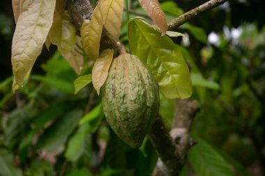 Tarapoto yakınlarındaki San Martn bölgesinde Peru ormanındaki organik bir kakao tarlasında bulunan kakao tohumlarının ayrıntıları..